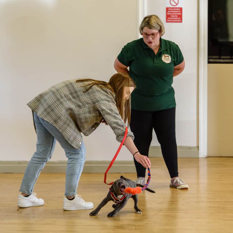 all to play for puppy training