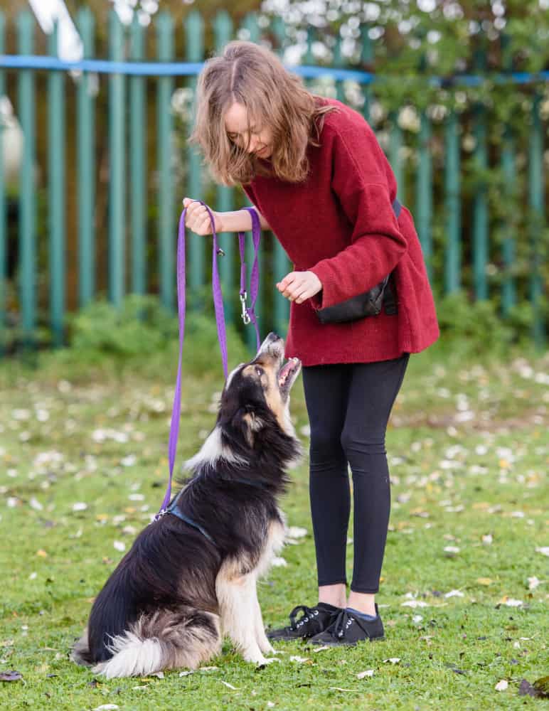 dog training Stoke On Trent Crewe Congleton Warrington Alsager Sandbach Newcastle Under Lyme Holmes Chapel Stone Nantwich 1