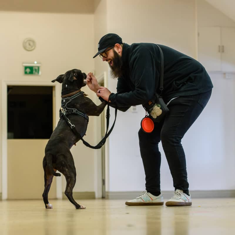 dog training for the real world