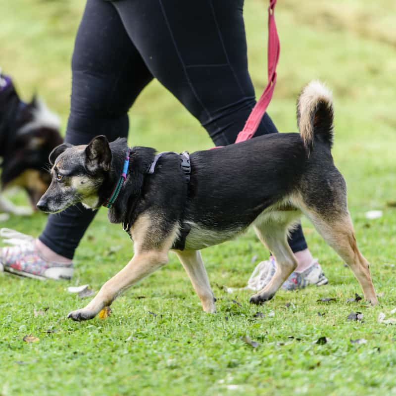 dog training your naughty adolescent dog