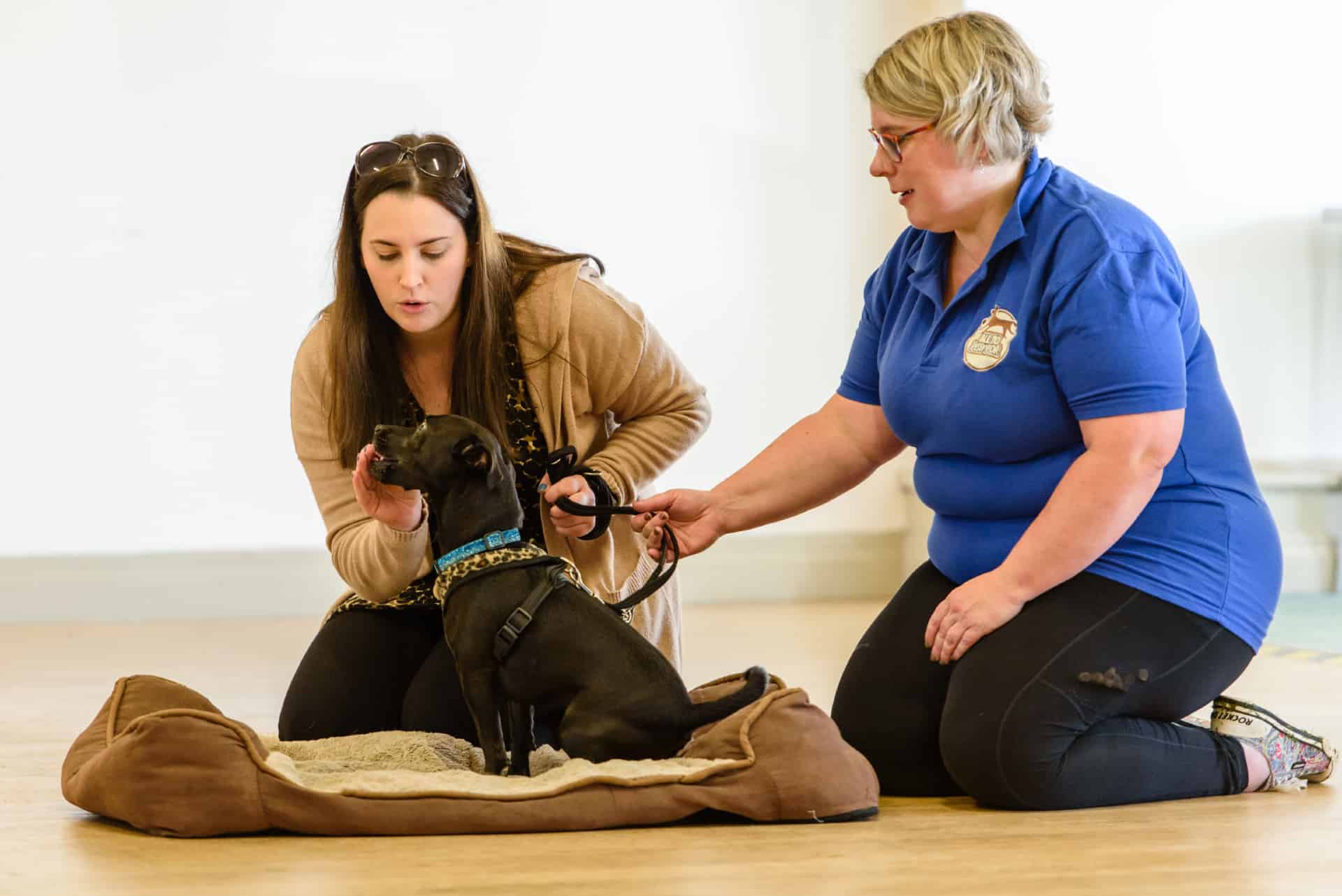 puppy training Stoke On Trent Crewe Congleton Warrington Alsager Sandbach Newcastle Under Lyme Holmes Chapel Stone Nantwich