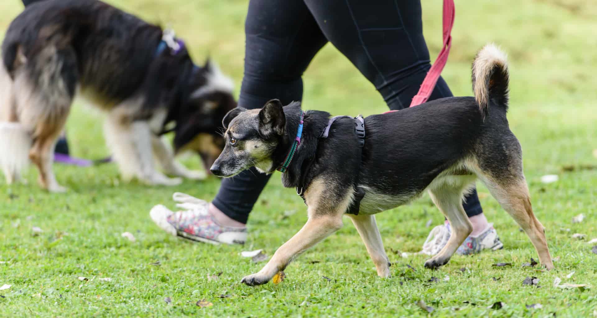Dog training that teaches your dog to choose good behaviour