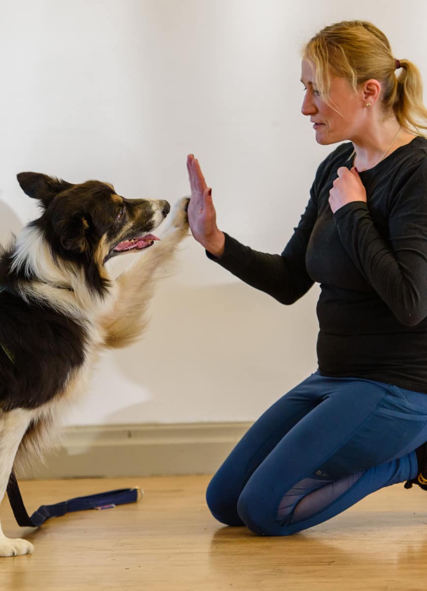 The flexible alternative to dog puppy training classes