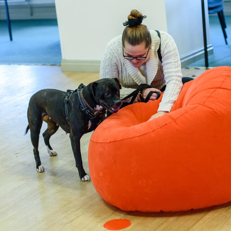 rescue dog training Stoke On Trent Crewe Congleton Warrington Alsager Sandbach Newcastle Under Lyme Holmes Chapel Stone Nantwich