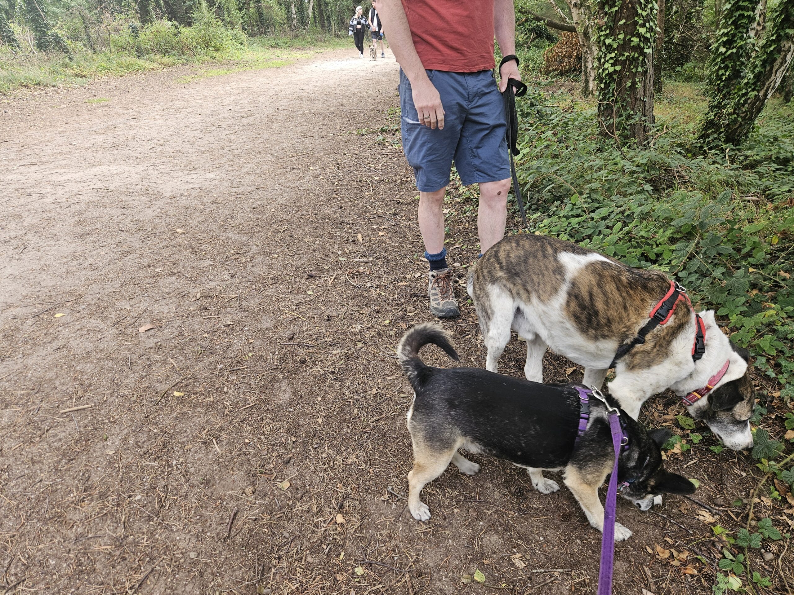 puppy training classes all to play for with julia