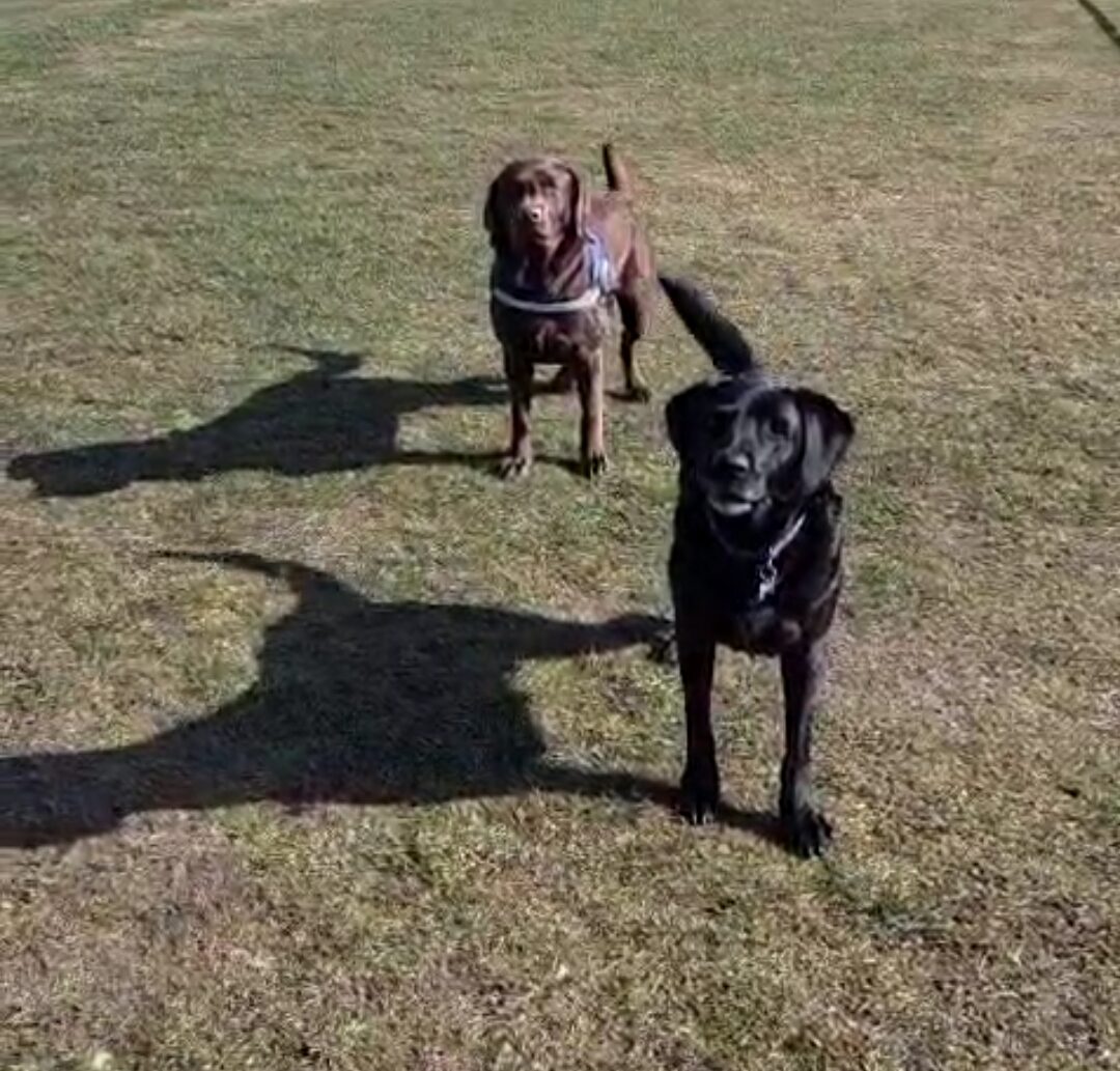 adolescent teenage dog training