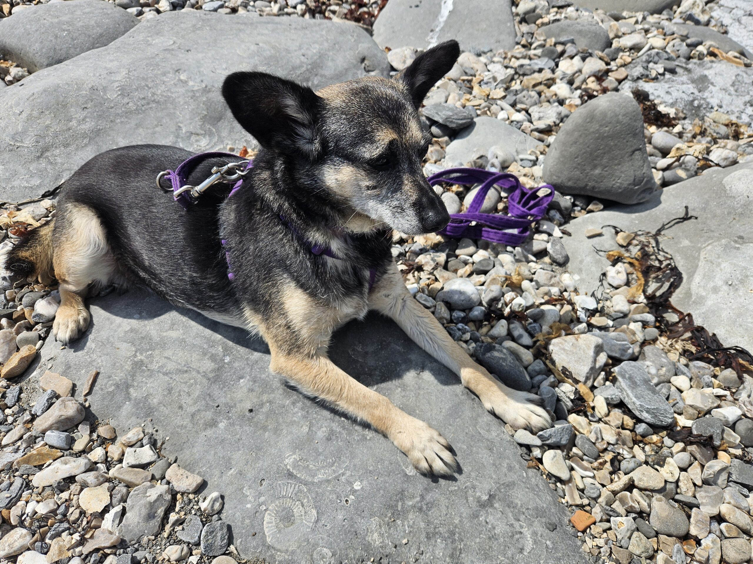 Making the juggle of parenting kids and dogs together easier