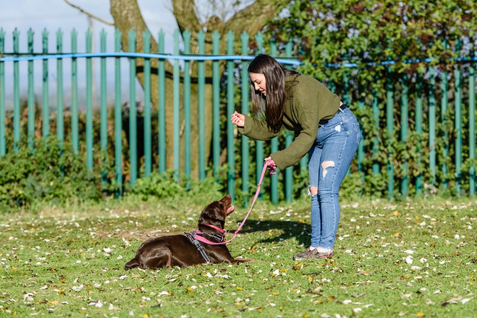 family dog training lsager Congleton Crewe