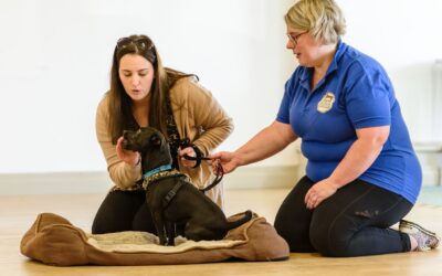 How Much Does Dog Training Cost?