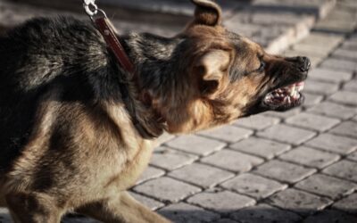 Why is my dog aggressive towards some dogs but not others?